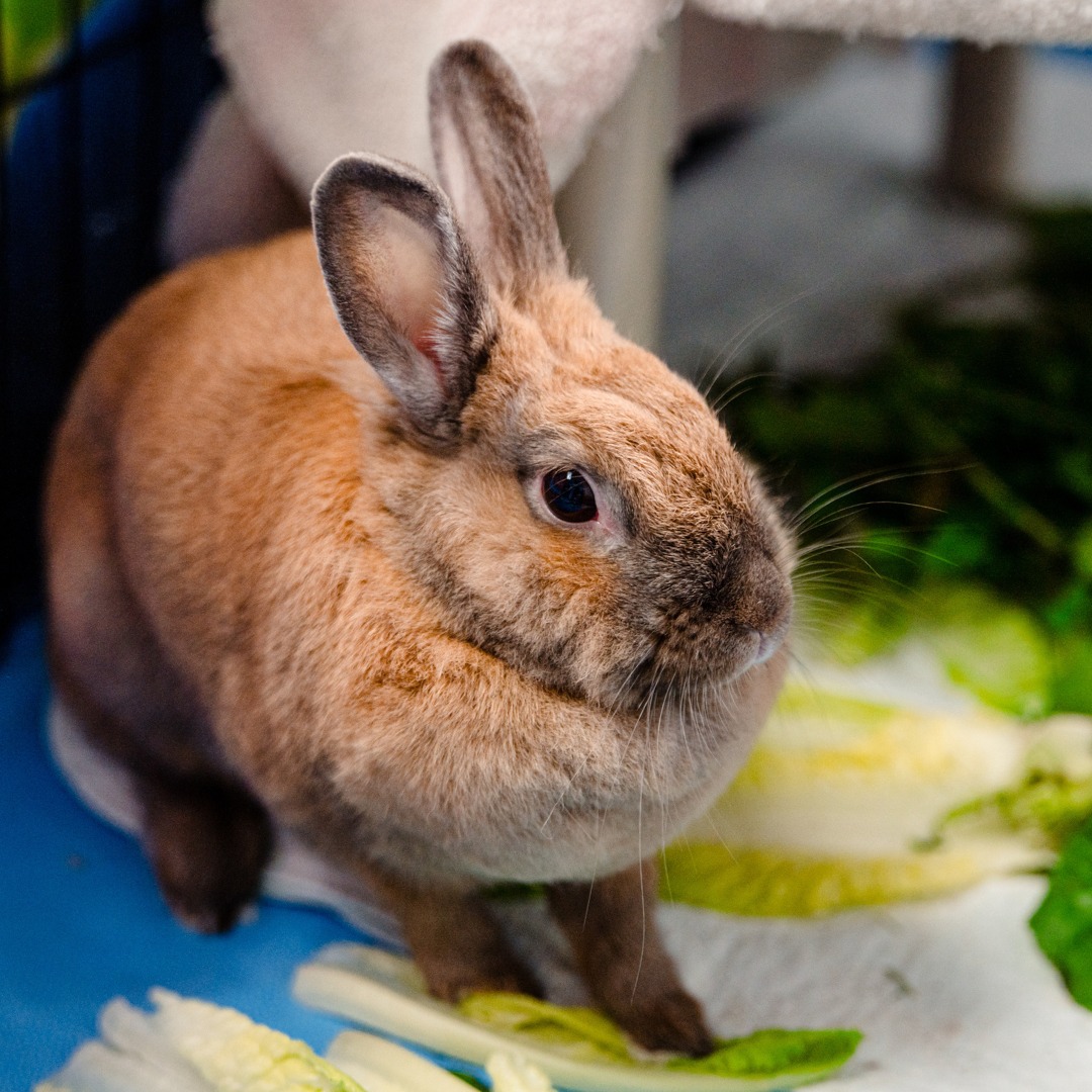 Surchargée d'Abandons, la SPCA de Montréal Offre des Adoptions Gratuites ce Dimanche 2 Surchargée d'Abandons, la SPCA de Montréal Offre des Adoptions Gratuites ce Dimanche 450136625 878117124358676 8844938388929363075 n Surchargée d'Abandons, la SPCA de Montréal Offre des Adoptions Gratuites ce Dimanche