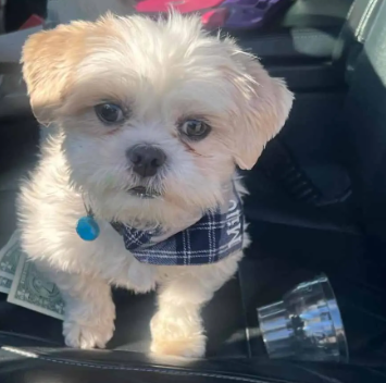 Capture decran 2024 07 22 101839 Un événement historique : Un refuge pour animaux se vide entièrement pour la première fois en 47 ans !