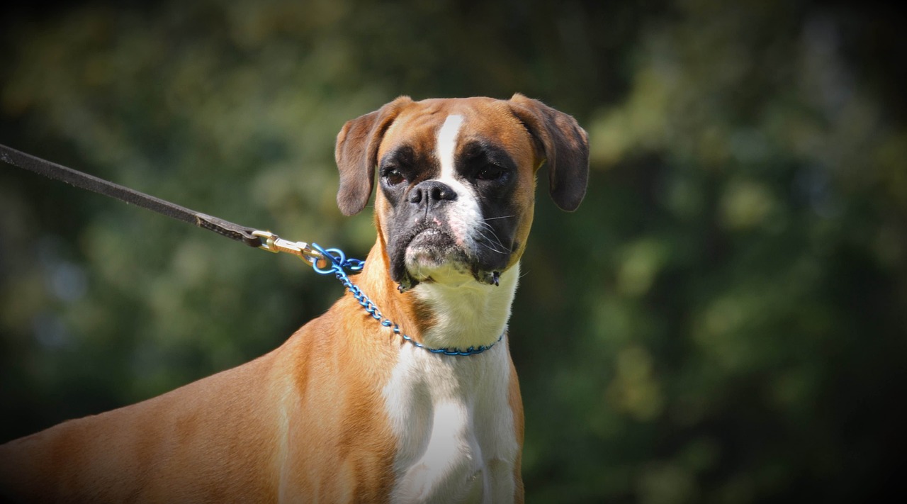 boxer 2752260 1280 Alerte chaleur : ces races de chiens nécessitent une attention particulière