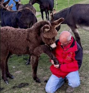 ok Un propriétaire d'ânes crée la polémique en pesant les enfants avant de les laisser monter