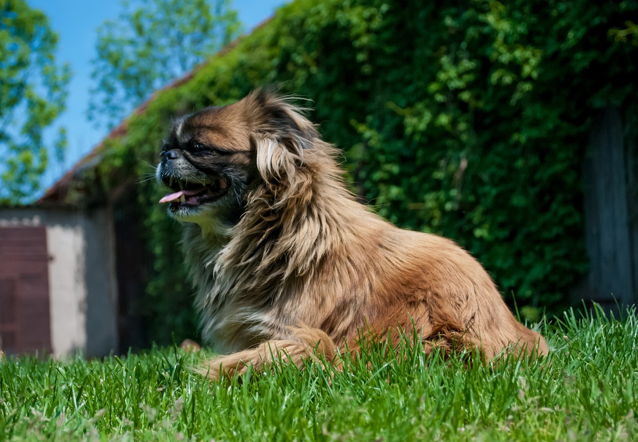 pekingese 2334385 1280 Alerte chaleur : ces races de chiens nécessitent une attention particulière