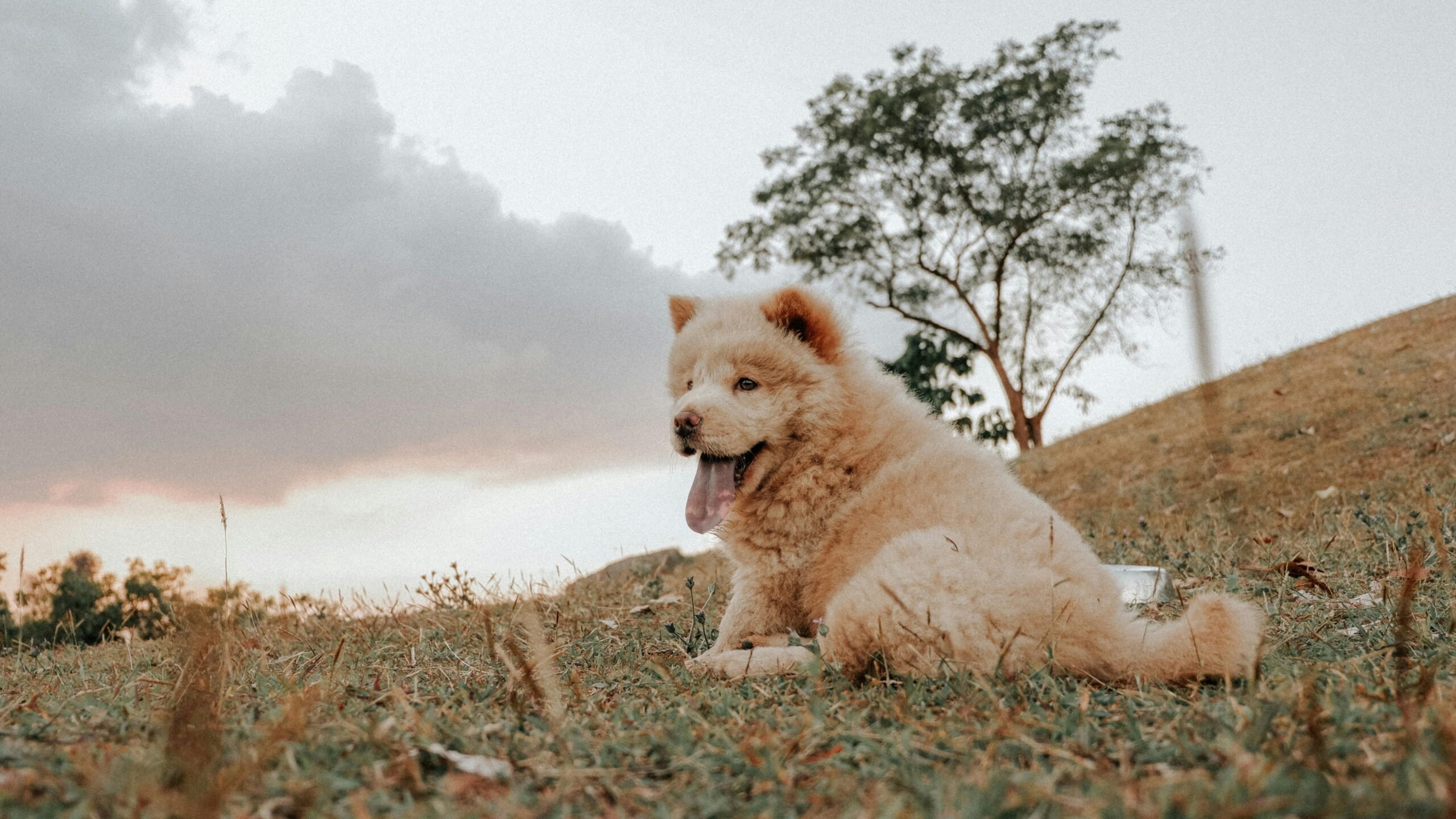 pexels mainesdtm 4083540 scaled Alerte chaleur : ces races de chiens nécessitent une attention particulière