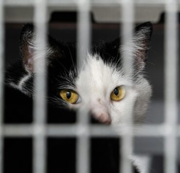 pexels petrebels 247859271 12427934 L'interdiction Ne Les Arrête Pas : Des Québécois Traversent la Frontière pour Faire Cette Pratique Illégale à Leurs Chats