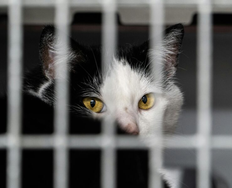 pexels petrebels 247859271 12427934 L'interdiction Ne Les Arrête Pas : Des Québécois Traversent la Frontière pour Faire Cette Pratique Illégale à Leurs Chats