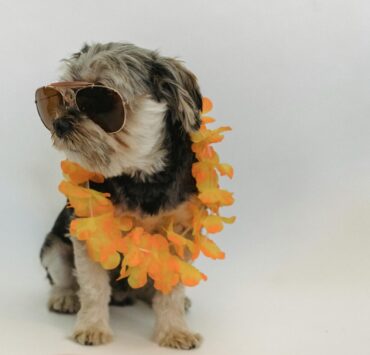 Attention : Voyager avec votre chien aux USA vient de devenir plus compliqué ! 2 Attention : Voyager avec votre chien aux USA vient de devenir plus compliqué ! pexels sam lion 5733419 scaled e1721179307926 Attention : Voyager avec votre chien aux USA vient de devenir plus compliqué !