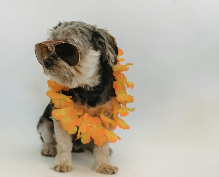 pexels sam lion 5733419 scaled e1721179307926 Attention : Voyager avec votre chien aux USA vient de devenir plus compliqué !