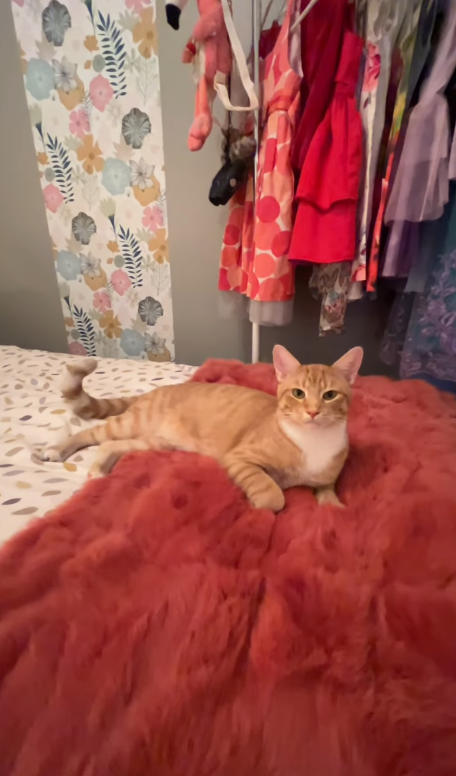 Mirianne Brûlé A Métamorphosé La Chambre De Sa Fille En Un Clin D'Oeil : Voyez La Transformation 3 Mirianne Brûlé A Métamorphosé La Chambre De Sa Fille En Un Clin D'Oeil : Voyez La Transformation Capture decran 2024 08 14 133902 Mirianne Brûlé A Métamorphosé La Chambre De Sa Fille En Un Clin D'Oeil : Voyez La Transformation