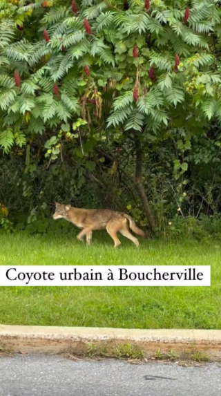 Screenshot 2024 09 04 12.02.51 Ève-Marie Lortie Brille à Salut Bonjour, Mais Gino Chouinard Nous Manque Toujours