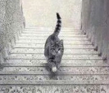 Screenshot 2024 09 19 13.45.32 Seuls les plus intelligents savent si ce chat monte ou descend les escaliers. Le pouvez-vous?