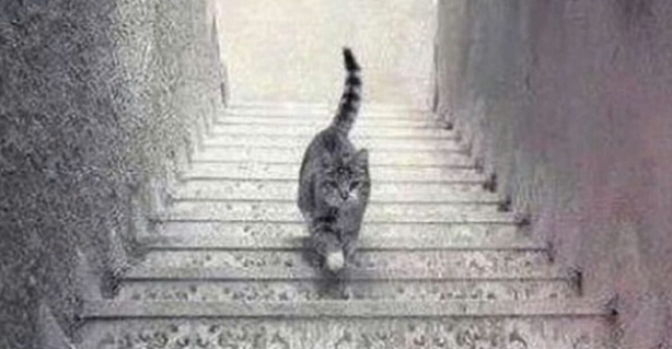 Seuls les plus intelligents savent si ce chat monte ou descend les escaliers. Le pouvez-vous? 1 Seuls les plus intelligents savent si ce chat monte ou descend les escaliers. Le pouvez-vous? Screenshot 2024 09 19 13.45.32 Seuls les plus intelligents savent si ce chat monte ou descend les escaliers. Le pouvez-vous?