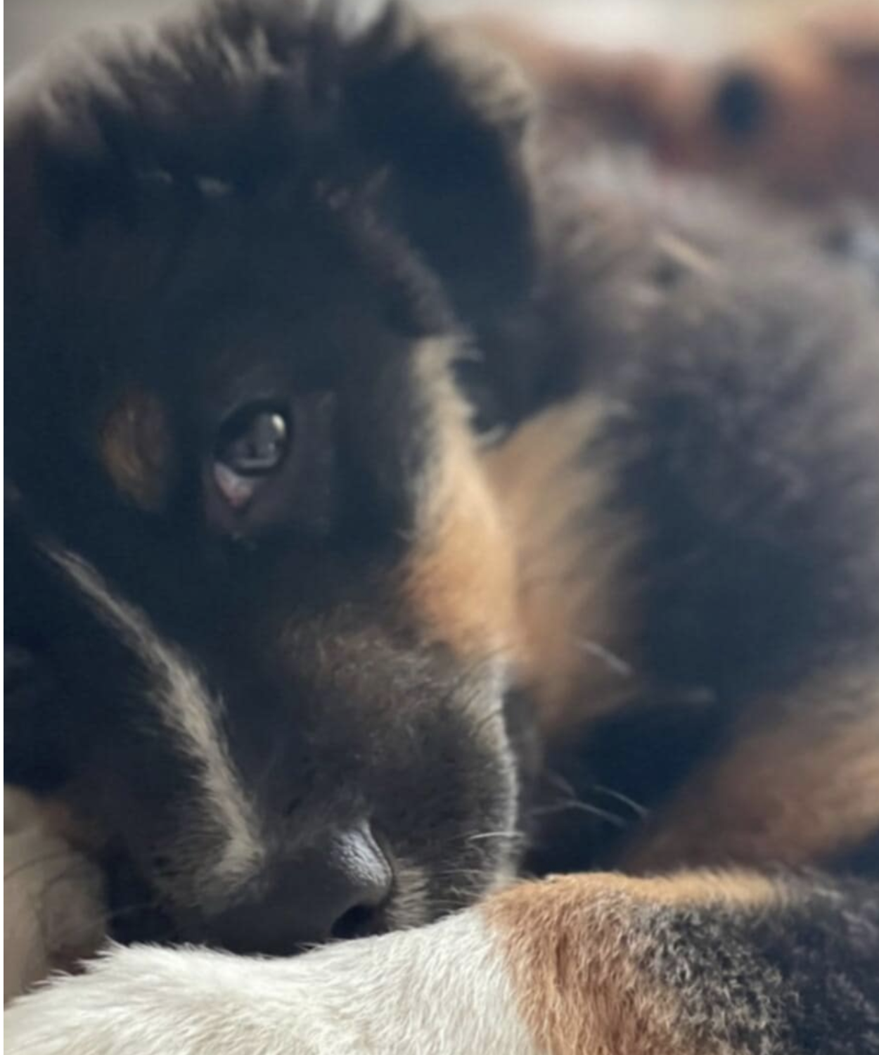 Capture decran le 2024 10 16 a 10.14.56 Julie Bélanger dévoile une grande nouvelle et partage sa joie avec ses fans