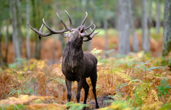 En s'échappant lors d'une chasse, un cerf a heurté un chasseur de 50 ans, le tuant instantanément 1 En s'échappant lors d'une chasse, un cerf a heurté un chasseur de 50 ans, le tuant instantanément Screenshot 2024 10 05 13.26.43 En s'échappant lors d'une chasse, un cerf a heurté un chasseur de 50 ans, le tuant instantanément