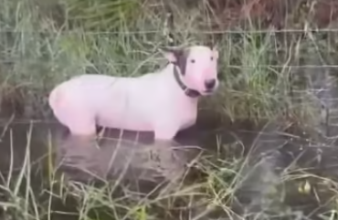 Ouragan Milton : ils laissent leur chien derrière eux sur le bord de l'autoroute 4 Ouragan Milton : ils laissent leur chien derrière eux sur le bord de l'autoroute Screenshot 2024 10 16 10.38.57 Ouragan Milton : ils laissent leur chien derrière eux sur le bord de l'autoroute