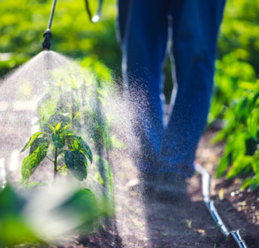 ALERTE : 60 Millions de Consommateurs Met en Garde Contre les Pesticides sur les Pousses d’Épinards 7 ALERTE : 60 Millions de Consommateurs Met en Garde Contre les Pesticides sur les Pousses d’Épinards Capture decran 2024 11 15 111749 ALERTE : 60 Millions de Consommateurs Met en Garde Contre les Pesticides sur les Pousses d’Épinards