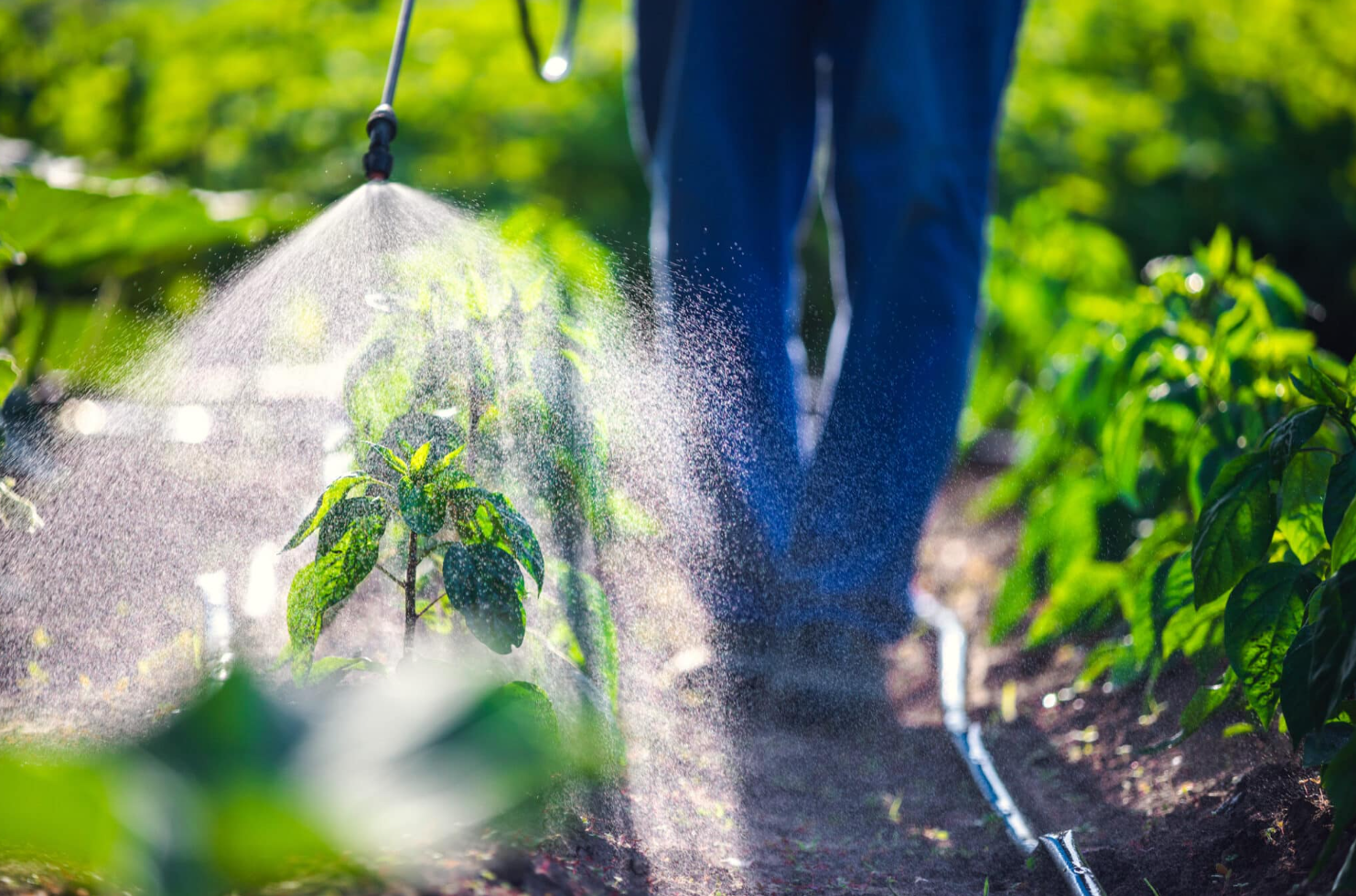 ALERTE : 60 Millions de Consommateurs Met en Garde Contre les Pesticides sur les Pousses d’Épinards 1 ALERTE : 60 Millions de Consommateurs Met en Garde Contre les Pesticides sur les Pousses d’Épinards Capture decran 2024 11 15 111749 ALERTE : 60 Millions de Consommateurs Met en Garde Contre les Pesticides sur les Pousses d’Épinards