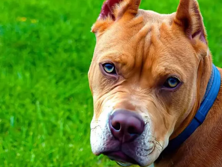 Capture decran 2024 11 28 125257 Quelles races de chiens sont les plus dangereuses pour les humains ?