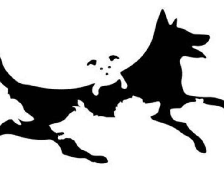 Capture decran 2024 12 17 151139 Le nombre de chiens que vous verrez sur cette image détermine votre âge mental