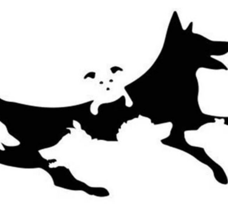 Capture decran 2024 12 17 151139 Le nombre de chiens que vous verrez sur cette image détermine votre âge mental