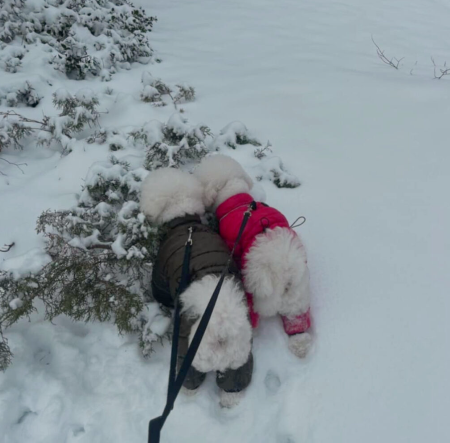 Julie Snyder annonce une mauvaise nouvelle dans sa vie 2 Julie Snyder annonce une mauvaise nouvelle dans sa vie Capture decran 2024 12 29 193409 Julie Snyder annonce une mauvaise nouvelle dans sa vie