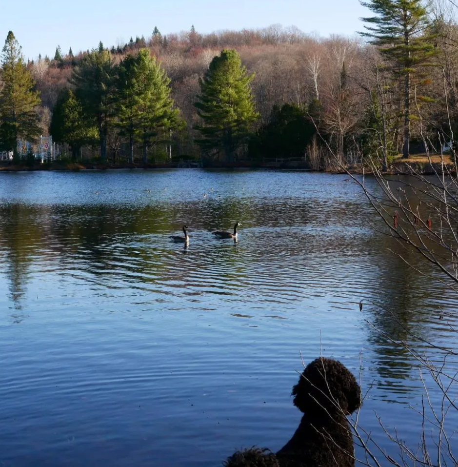 Maude Guérin et son conjoint sont en deuil 2 Maude Guérin et son conjoint sont en deuil Capture decran 2025 01 01 110019 Maude Guérin et son conjoint sont en deuil