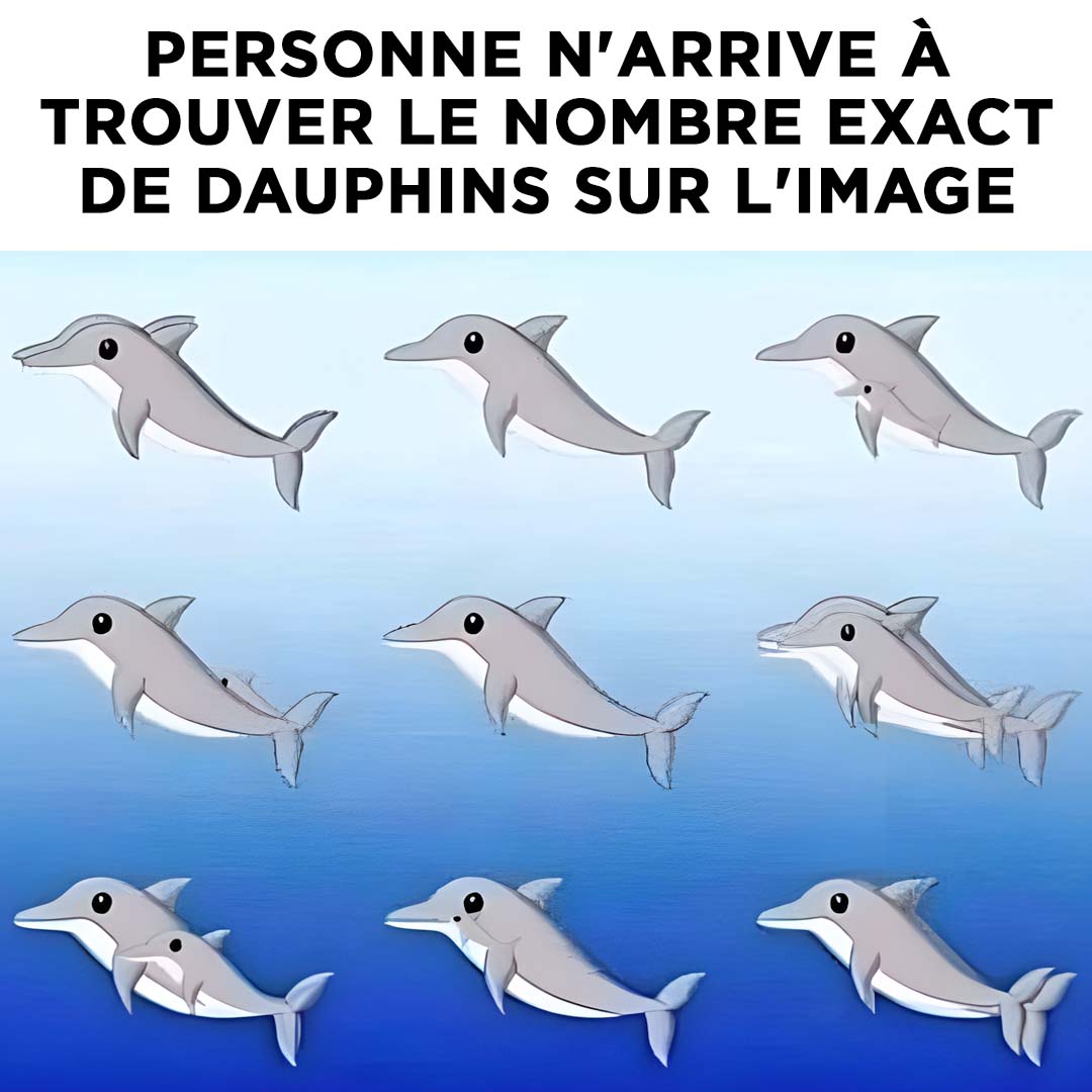 dauphins Combien de dauphins voyez-vous dans l'image?