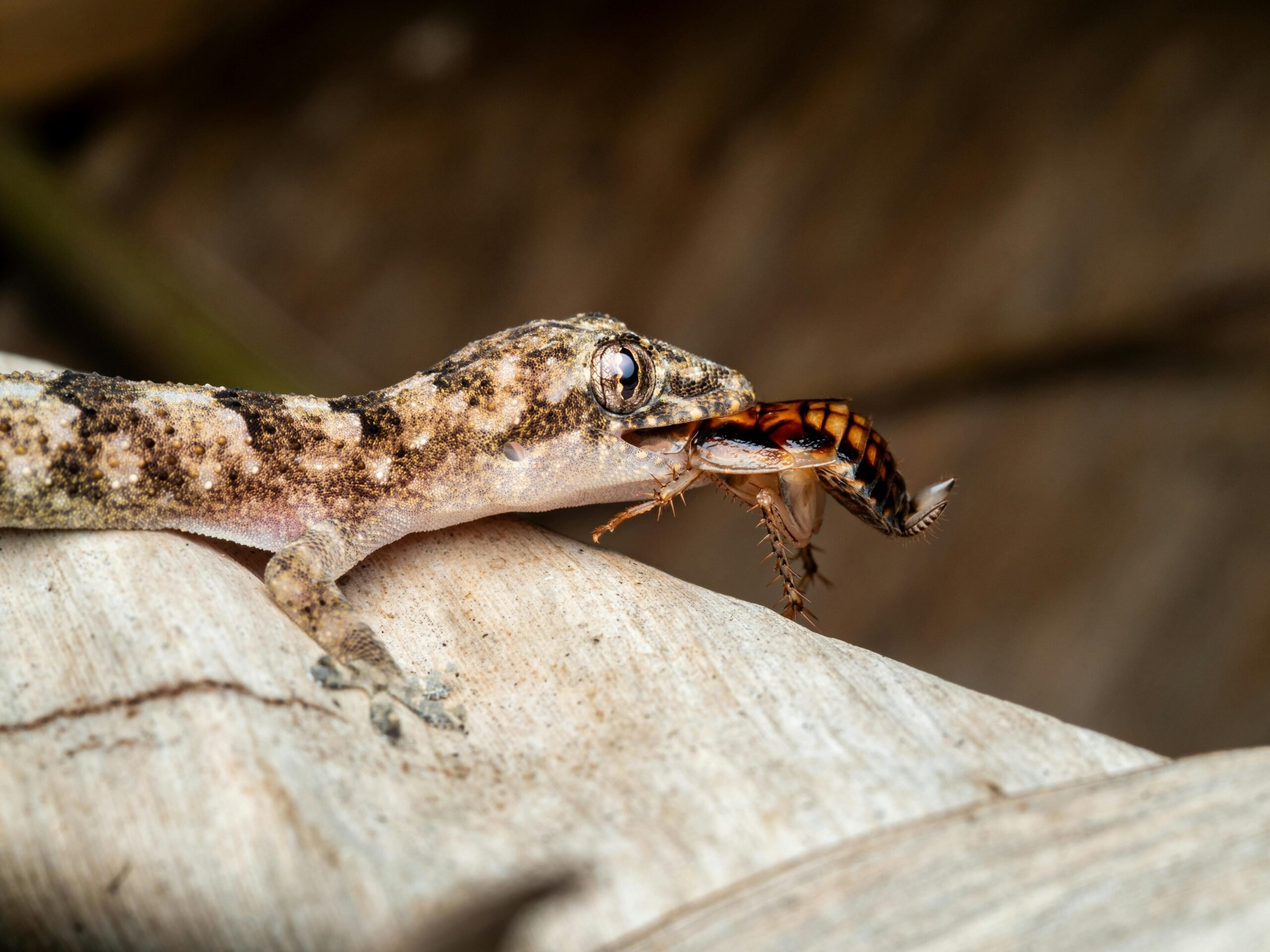 Ces petits lézards veillent sur vous discrètement, mais vous les craignez ! 3 Ces petits lézards veillent sur vous discrètement, mais vous les craignez ! pexels abcdee david 3852250 20403297 scaled Ces petits lézards veillent sur vous discrètement, mais vous les craignez !