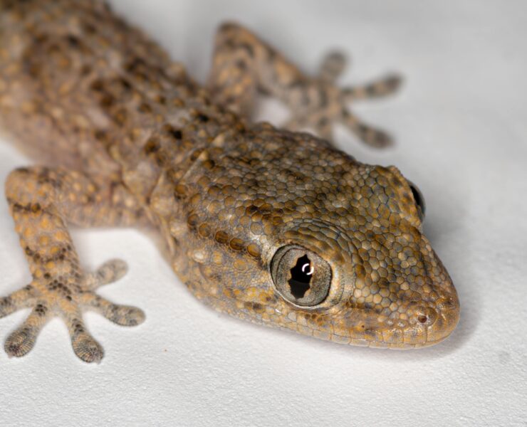 pexels mahmoud yahyaoui 14745753 Ces petits lézards veillent sur vous discrètement, mais vous les craignez !