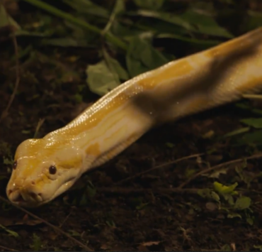 saison principal « Sortez-moi d’ici ! » : Plongez dans les premières images captivantes de la nouvelle saison.