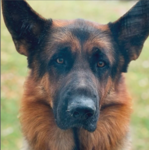 chien Jacynthe René est en deuil et publie un message poignant