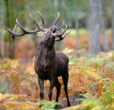 Capture decran 2025 03 16 143507 Un chasseur de 50 ans tué sur le coup par un cerf en fuite durant une battue
