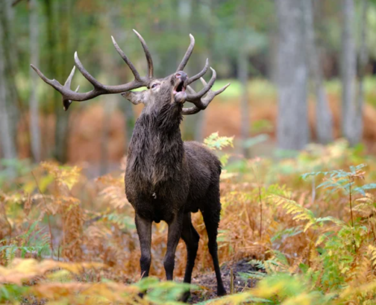Capture decran 2025 03 16 143507 Un chasseur de 50 ans tué sur le coup par un cerf en fuite durant une battue
