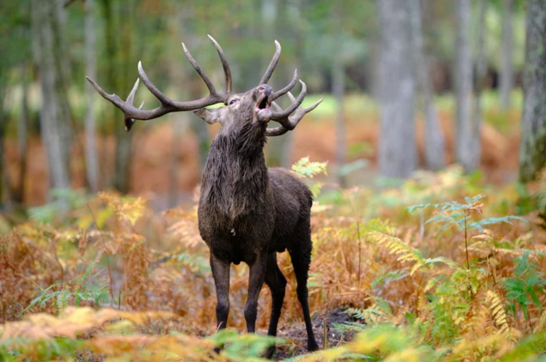 Un chasseur de 50 ans tué sur le coup par un cerf en fuite durant une battue 1 Un chasseur de 50 ans tué sur le coup par un cerf en fuite durant une battue Capture decran 2025 03 16 143507 Un chasseur de 50 ans tué sur le coup par un cerf en fuite durant une battue