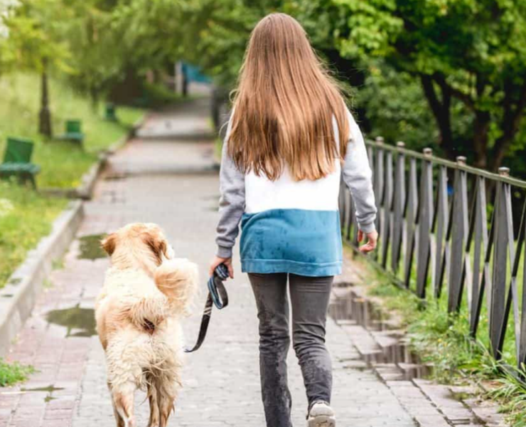 Capture decran 2025 04 10 131203 Le chien d'une fillette de 6 ans tué sous ses yeux, en pleine sortie