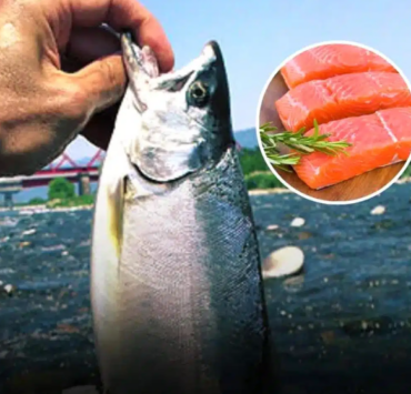 Pourquoi faut-il éviter de consommer trop de saumon ? 2 Pourquoi faut-il éviter de consommer trop de saumon ? Capture decran 2025 04 14 164939 Pourquoi faut-il éviter de consommer trop de saumon ?