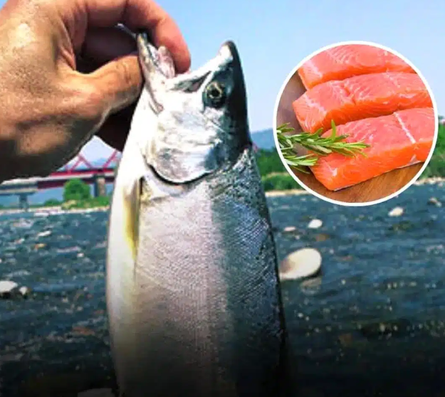 Pourquoi faut-il éviter de consommer trop de saumon ? 1 Pourquoi faut-il éviter de consommer trop de saumon ? Capture decran 2025 04 14 164939 Pourquoi faut-il éviter de consommer trop de saumon ?