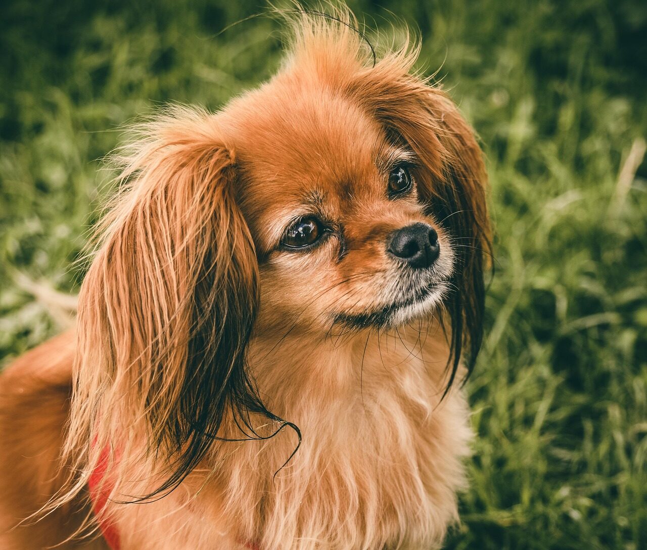 papillon 7258636 1280 e1746038367560 Quelle est LA race de chien la plus mignonne ? Découvrez notre top 10 !