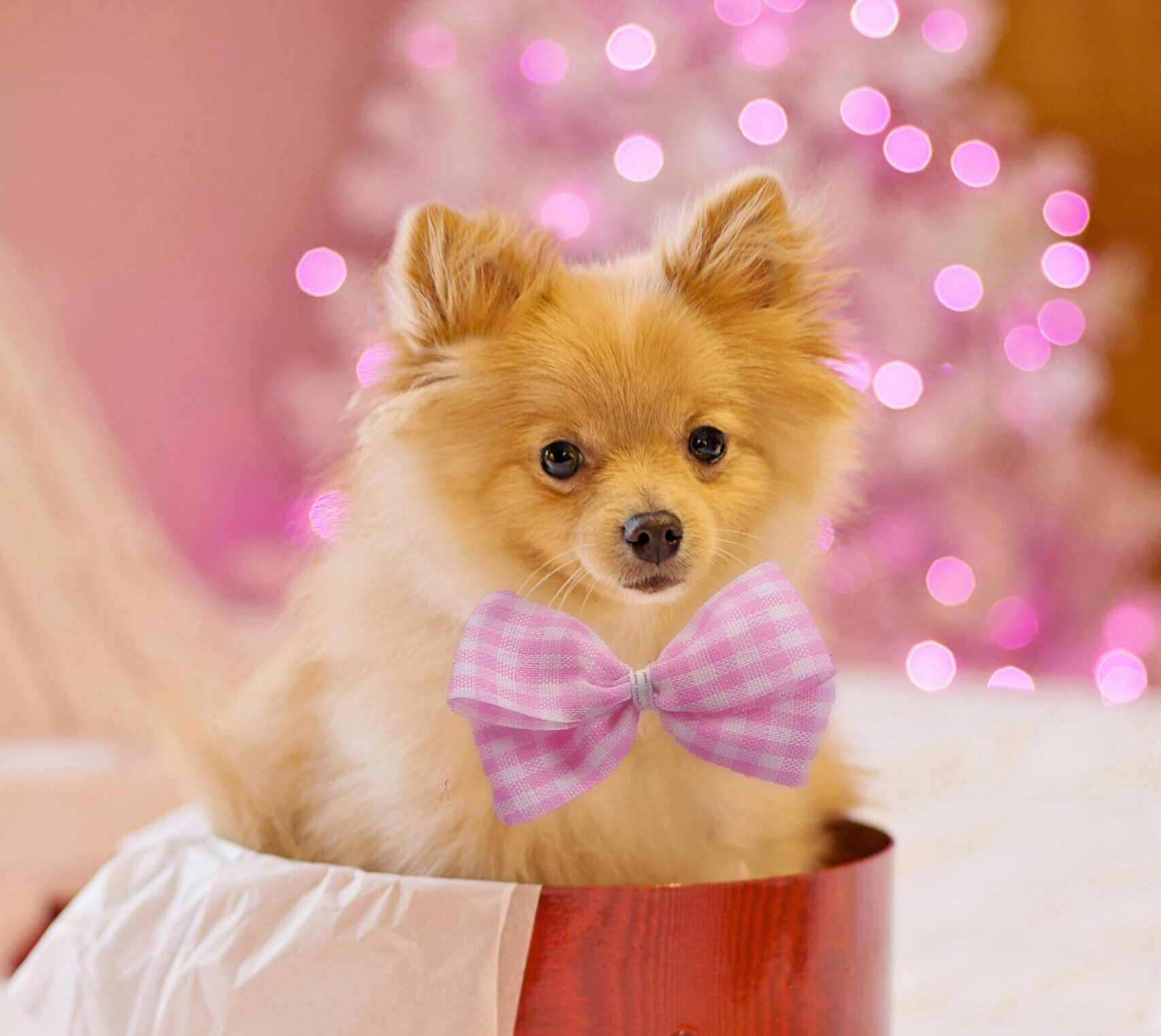 pexels jill wellington 1638660 3309884 scaled e1746037924980 Quelle est LA race de chien la plus mignonne ? Découvrez notre top 10 !