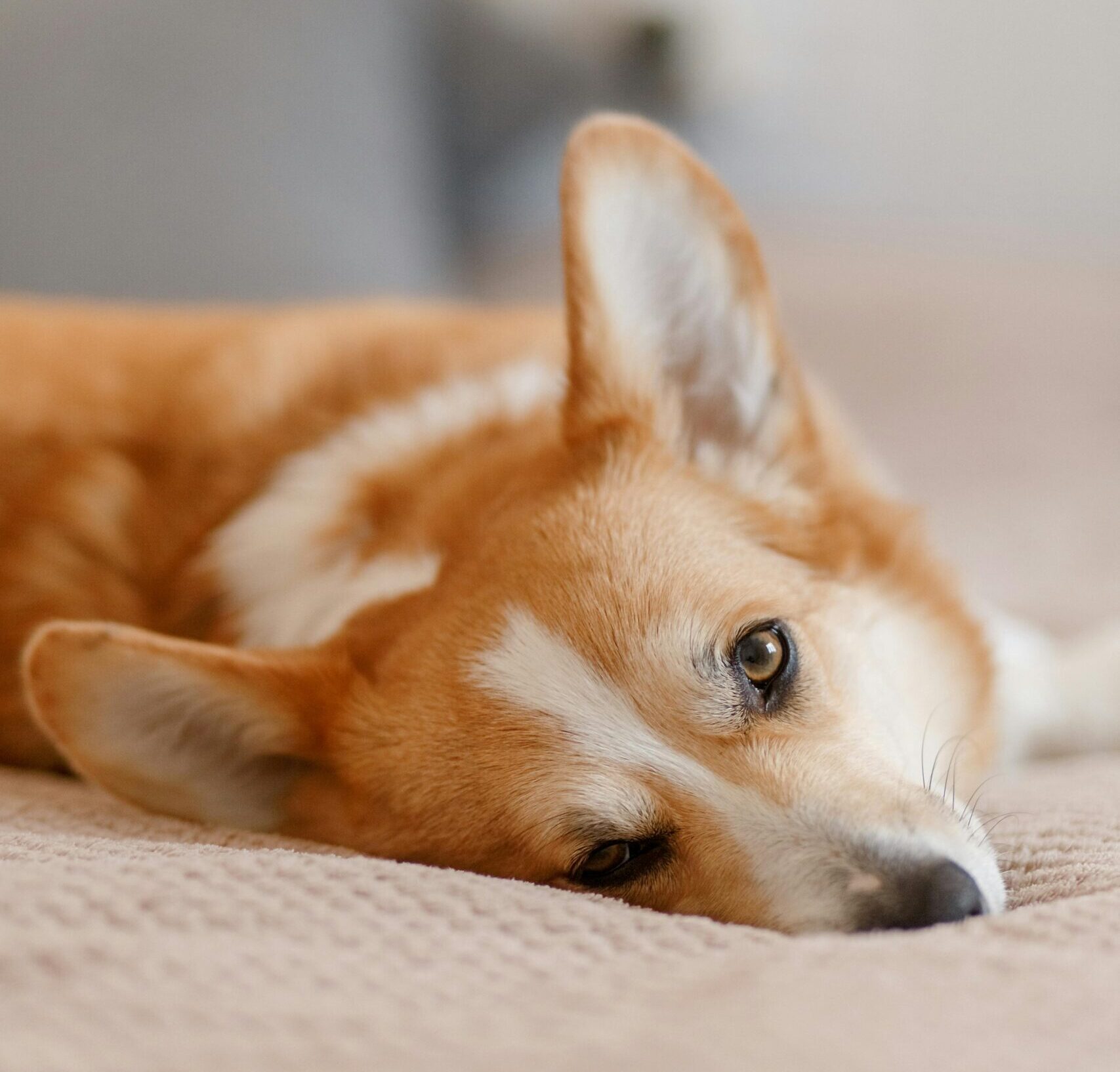 pexels n voitkevich 4641822 scaled e1746037797325 Quelle est LA race de chien la plus mignonne ? Découvrez notre top 10 !