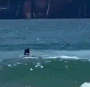 Capture decran 2025 05 03 141936 Attaqué mortellement par un requin, il disparaît dans les eaux de la Méditerranée, sous les yeux des témoins impuissants