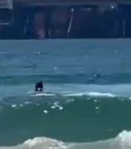 Attaqué mortellement par un requin, il disparaît dans les eaux de la Méditerranée, sous les yeux des témoins impuissants 1 Attaqué mortellement par un requin, il disparaît dans les eaux de la Méditerranée, sous les yeux des témoins impuissants Capture decran 2025 05 03 141936 Attaqué mortellement par un requin, il disparaît dans les eaux de la Méditerranée, sous les yeux des témoins impuissants