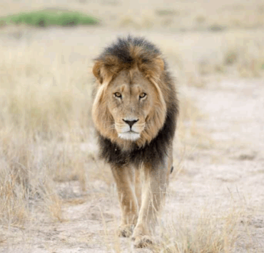 Tragédie au Kenya : une adolescente de 14 ans attaquée et tuée par un lion, le pays sous le choc 4 Tragédie au Kenya : une adolescente de 14 ans attaquée et tuée par un lion, le pays sous le choc Capture decran 2025 05 03 142613 Tragédie au Kenya : une adolescente de 14 ans attaquée et tuée par un lion, le pays sous le choc