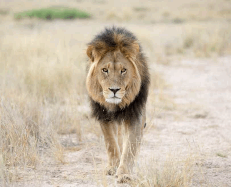 Capture decran 2025 05 03 142613 Tragédie au Kenya : une adolescente de 14 ans attaquée et tuée par un lion, le pays sous le choc