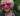Capture decran 2025 05 14 180620 L’émission « Planter avec Marthe » avec Sonia Vachon fait réagir pour une raison bien précise