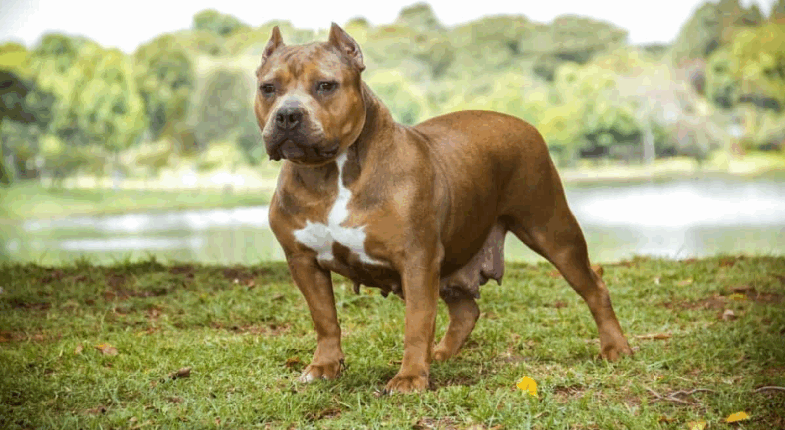 Il attache sa chienne à un parpaing et la regarde se noyer pendant 20 minutes 1 Il attache sa chienne à un parpaing et la regarde se noyer pendant 20 minutes Capture decran 2025 06 06 001729 Il attache sa chienne à un parpaing et la regarde se noyer pendant 20 minutes