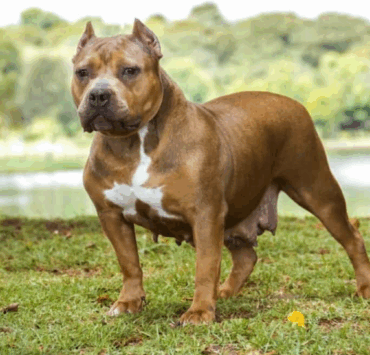 Il attache sa chienne à un parpaing et la regarde se noyer pendant 20 minutes 6 Il attache sa chienne à un parpaing et la regarde se noyer pendant 20 minutes Capture decran 2025 06 06 001729 Il attache sa chienne à un parpaing et la regarde se noyer pendant 20 minutes