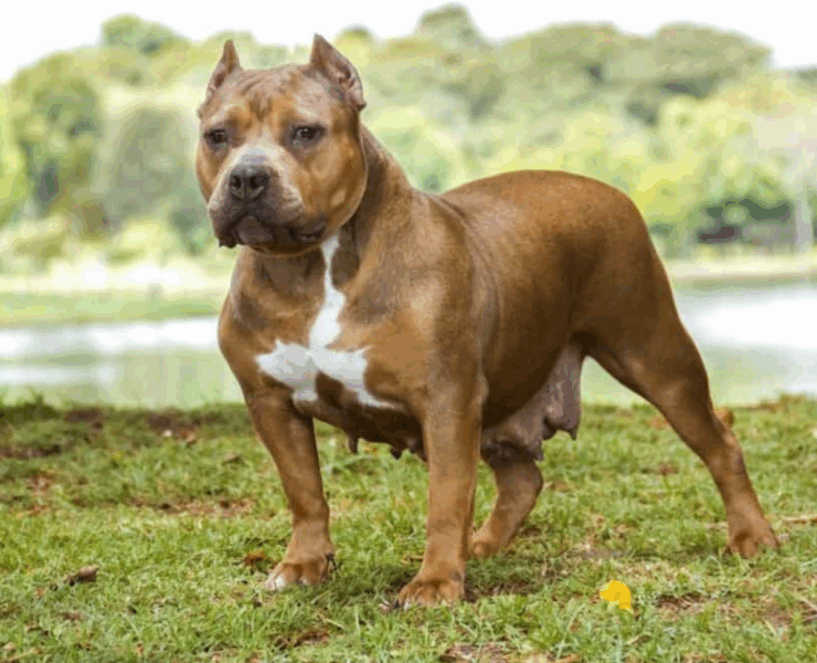 Capture decran 2025 06 06 001729 Il attache sa chienne à un parpaing et la regarde se noyer pendant 20 minutes
