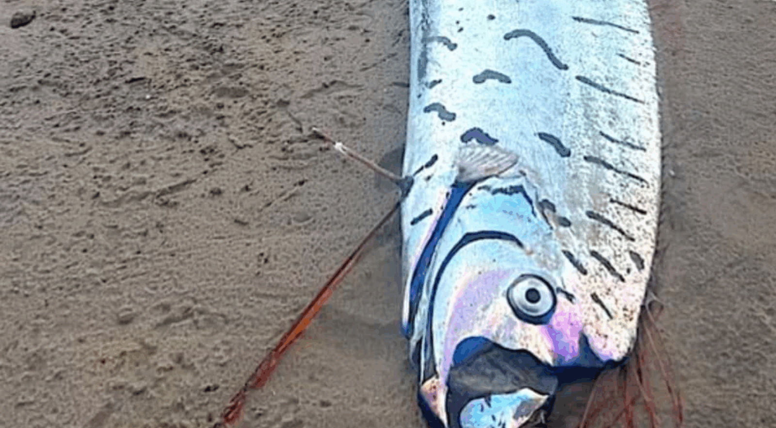 Capture decran 2025 06 07 024315 1 Deux "poissons de l’apocalypse" échoués sur des plages en Inde et en Australie : une découverte inquiétante qui ravive les pires craintes
