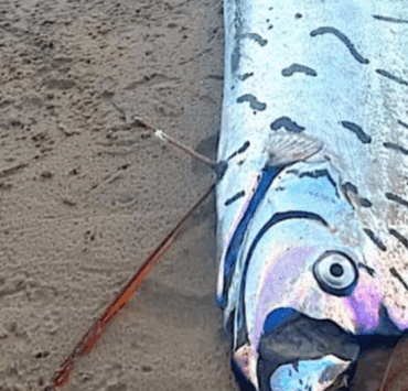 Deux "poissons de l’apocalypse" échoués sur des plages en Inde et en Australie : une découverte inquiétante qui ravive les pires craintes 3 Deux "poissons de l’apocalypse" échoués sur des plages en Inde et en Australie : une découverte inquiétante qui ravive les pires craintes Capture decran 2025 06 07 024315 1 Deux "poissons de l’apocalypse" échoués sur des plages en Inde et en Australie : une découverte inquiétante qui ravive les pires craintes