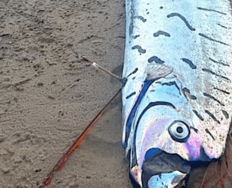 Capture decran 2025 06 07 024315 1 Deux "poissons de l’apocalypse" échoués sur des plages en Inde et en Australie : une découverte inquiétante qui ravive les pires craintes