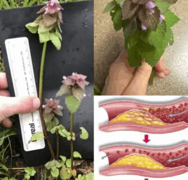 Cette « mauvaise herbe » que vous arrachez sans réfléchir est en réalité un super-aliment puissant 3 Cette « mauvaise herbe » que vous arrachez sans réfléchir est en réalité un super-aliment puissant Capture decran 2025 06 17 021753 1 e1750141503684 Cette « mauvaise herbe » que vous arrachez sans réfléchir est en réalité un super-aliment puissant